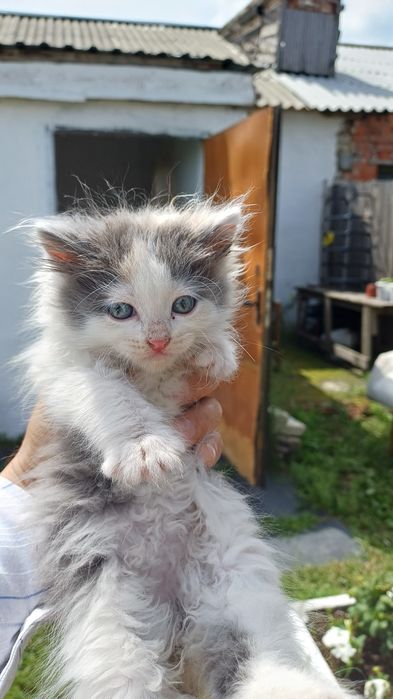 Срочно котята!!!