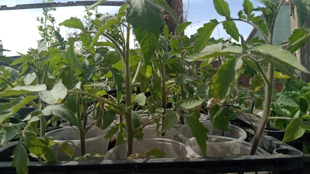 Рассада помидоры домашняя