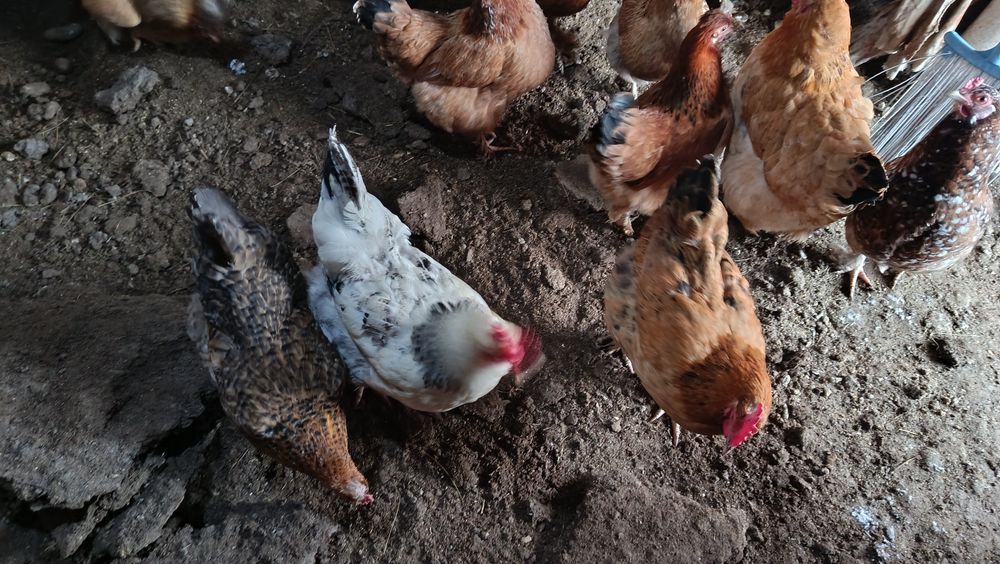 Продам курей несушек