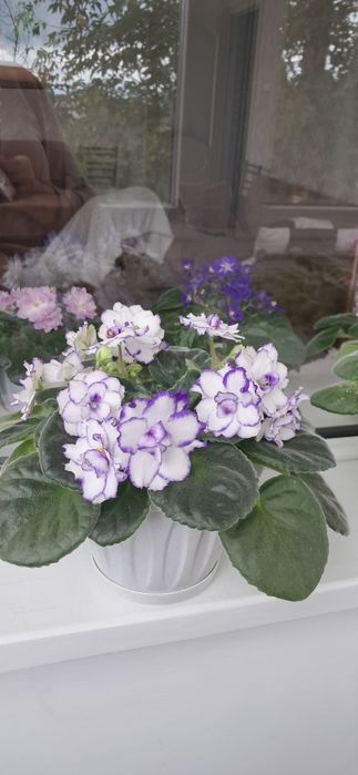 Фиалки сортовые разные