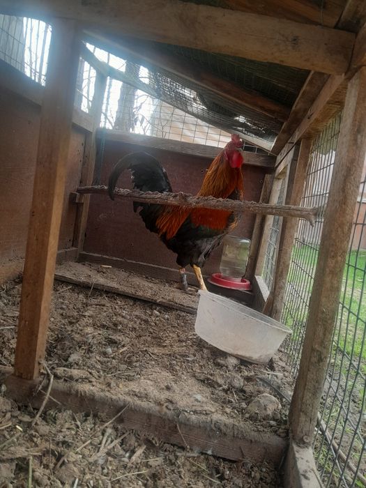 Хуроз сотилади. 1 йиллик