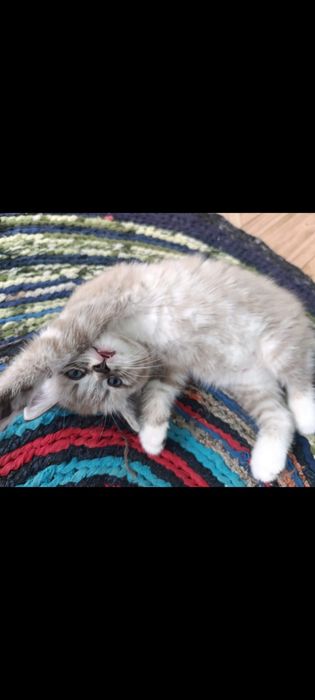 Котик шотландский прямоухий