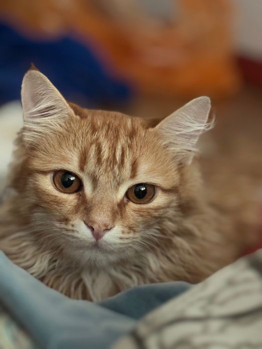 Отдам кошку в добрые руки