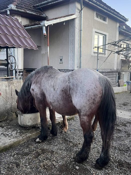 Iapa de vinzare cu minza de 7 luni linga ea