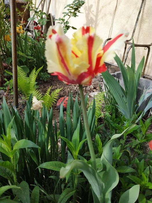 Тюльпаны - луковицы