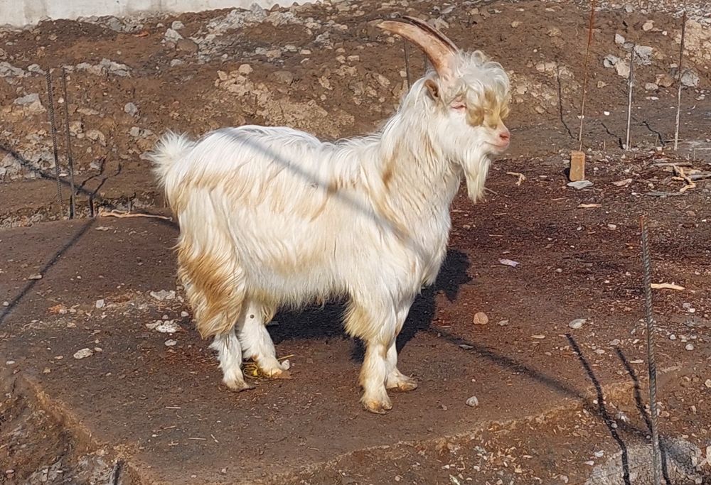 Продаётся молодой племенной козёл 1 год