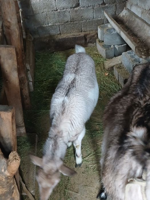 Алпи шыбыш сатам