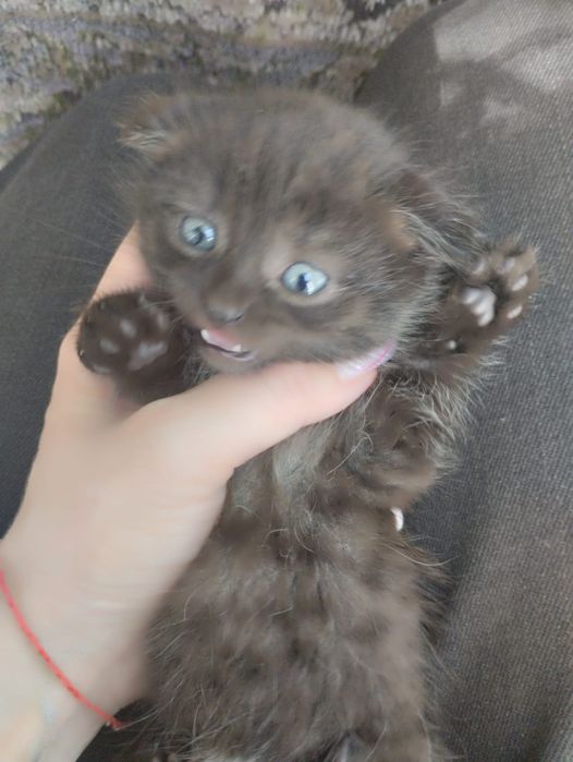 Отдам котят мама скотч фолд папа разгильдяй
