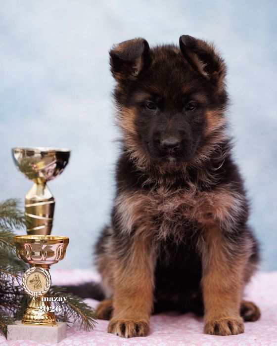 Щенки немецкой овчарки