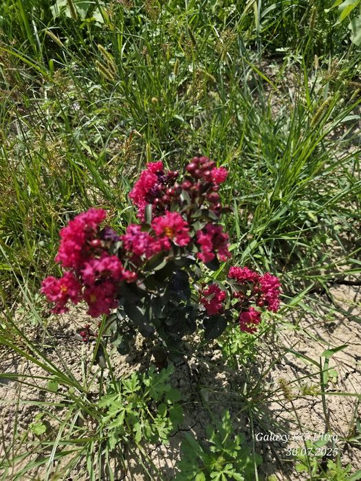 Индийский сирень 3хил сорти сотувда