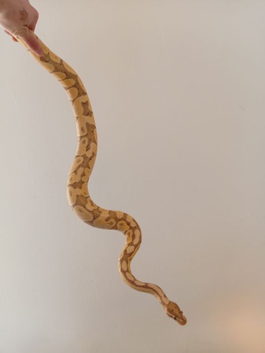 (Python regius) morph Banana Mojave menționez că eu am dat 1500 pe ea