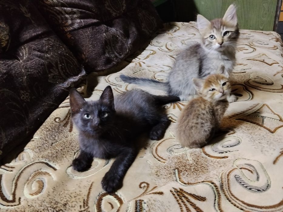 Отдам котят, котята, кошка
