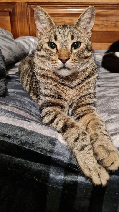 Motanel pentru adoptie