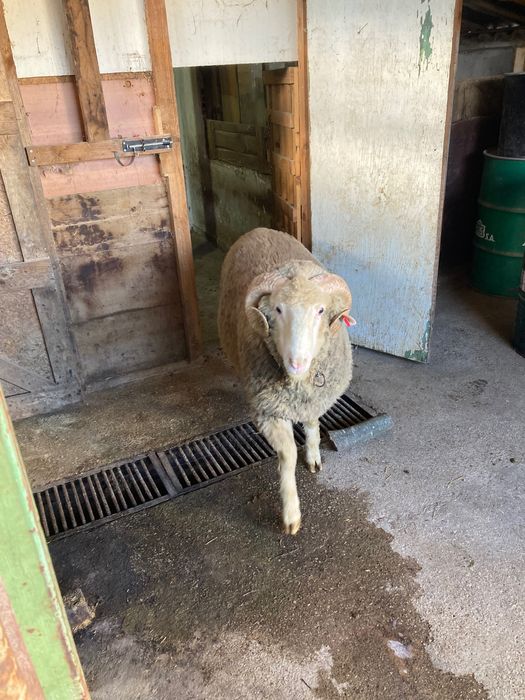 Овен Старопланински Цигай