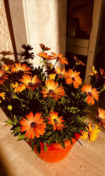 Остеоспермум остик