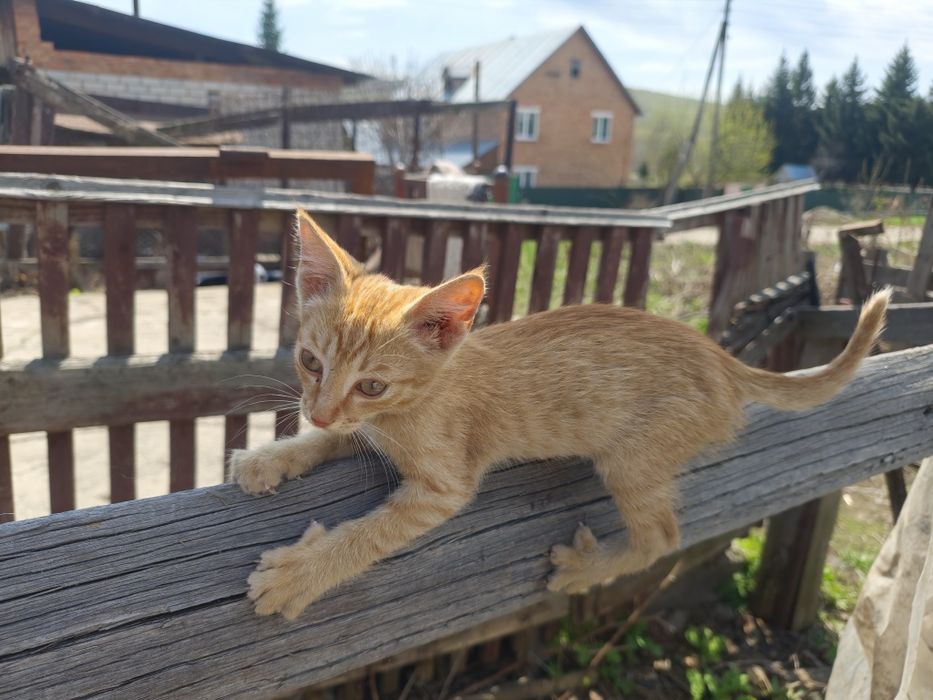 Рыжее кошачье счастье!