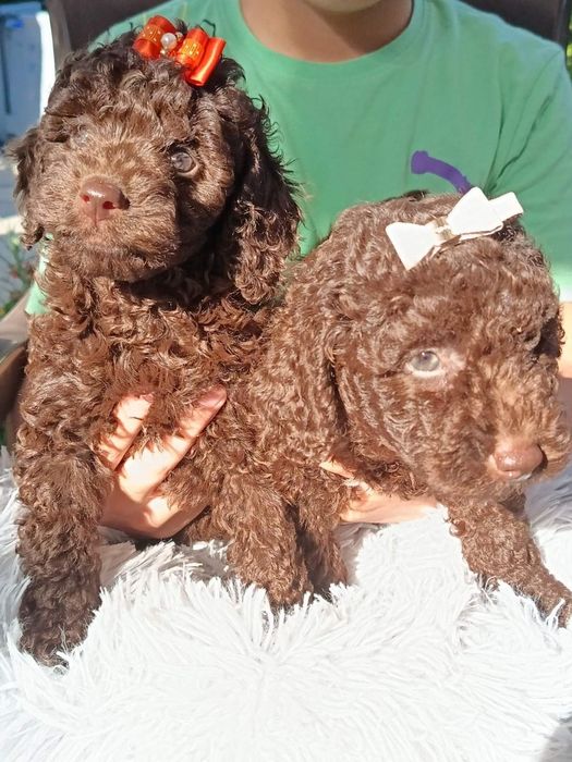 Пудел мини шоколад