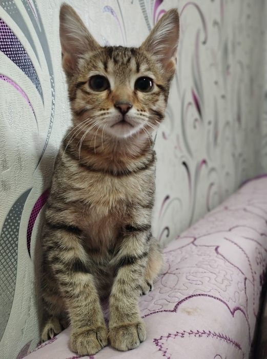 Продам котёнок 6 месяц