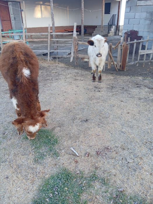 Өгізшелер сатылады