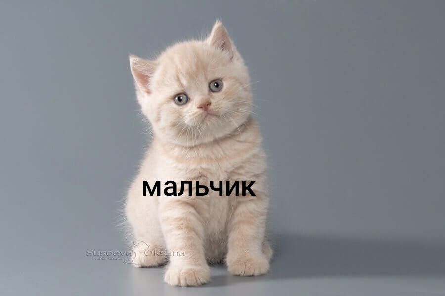 Кремовые Британские мальчики