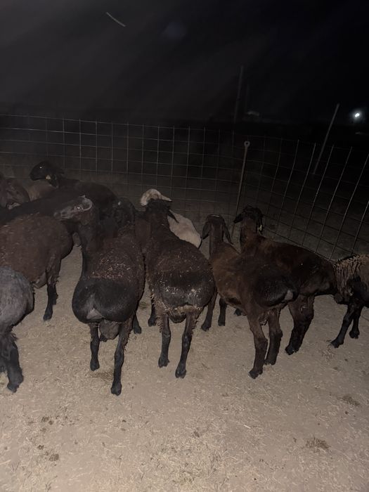 Құрбан айтқа қой