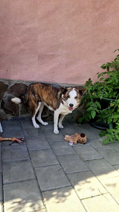 Caine spre adoptie