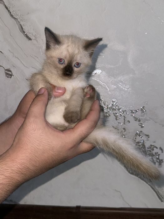 Сиамская кошка, котята  Siamskiy mushuk