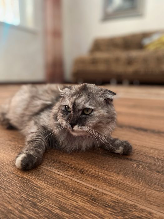 Отдам шотландскую вислоуху