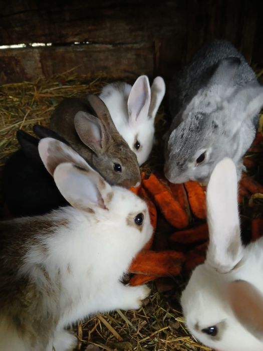 Iepuri mici și mari