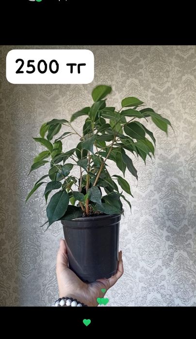 Продам домашние цветы