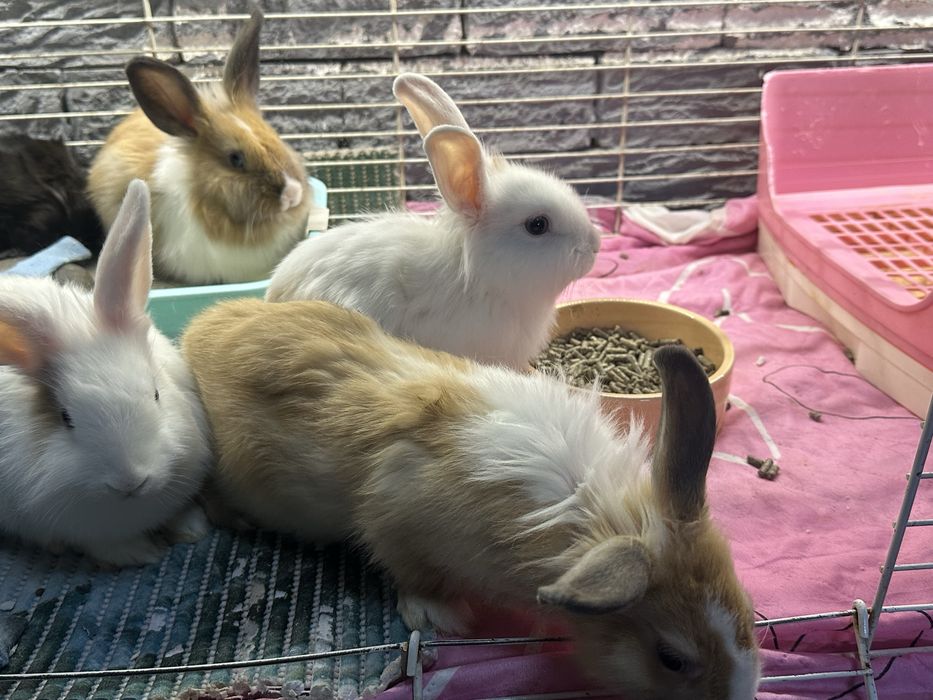 Крольчата кролики