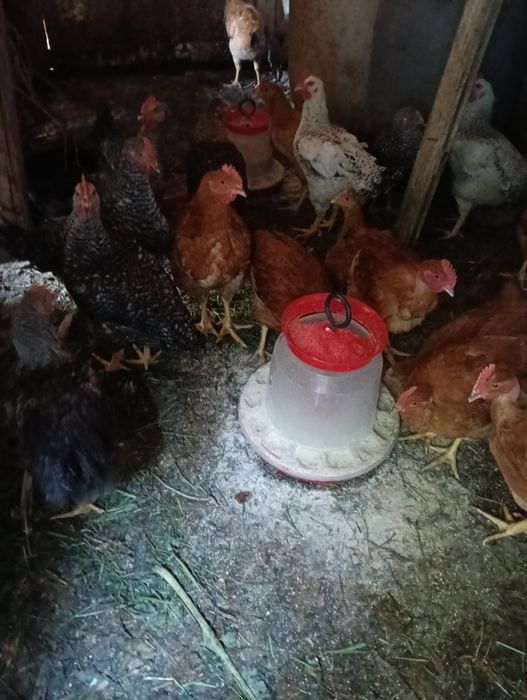 Păsări  cocosi   3.0 kg