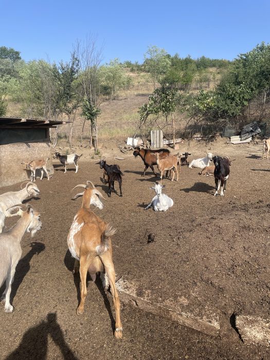 Capre fatate si gestante