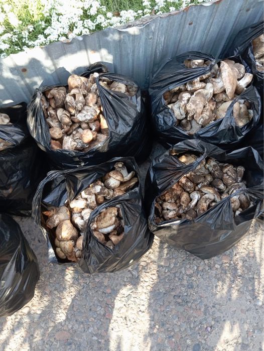 Продам свежие грибы валуи