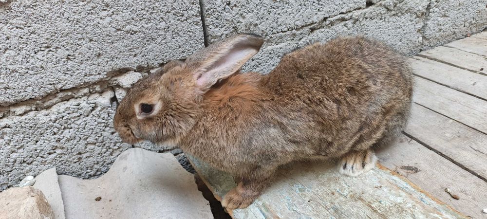 Flandr Quyonlar Sotiladi