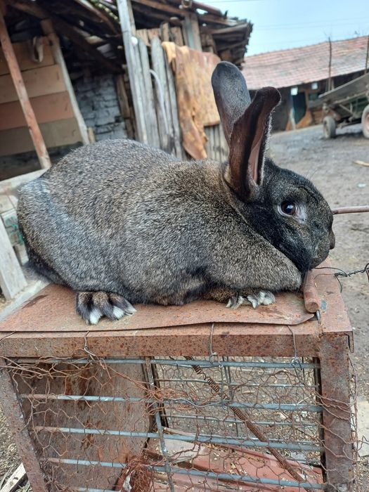 Iepuri de vânzare  rasă   berbec și  uriaș german