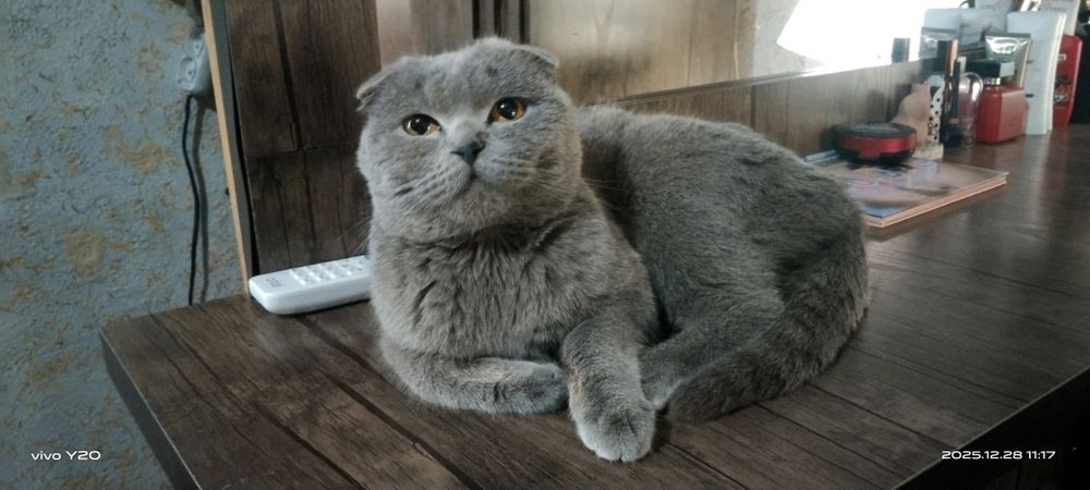 Британ мушук тоза парода