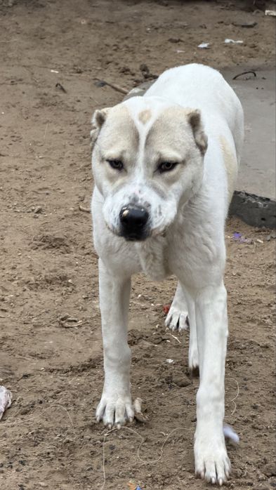 Алабай за добрые руки