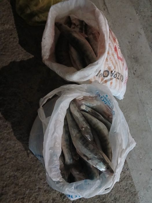 Судак балық,судак балық