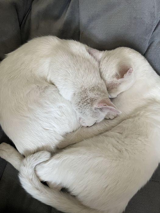 Motănei albi spre adopție