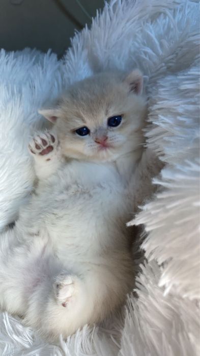 Котики кошечки британские