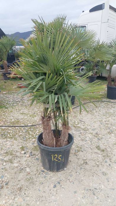 Палми Трахикарпус