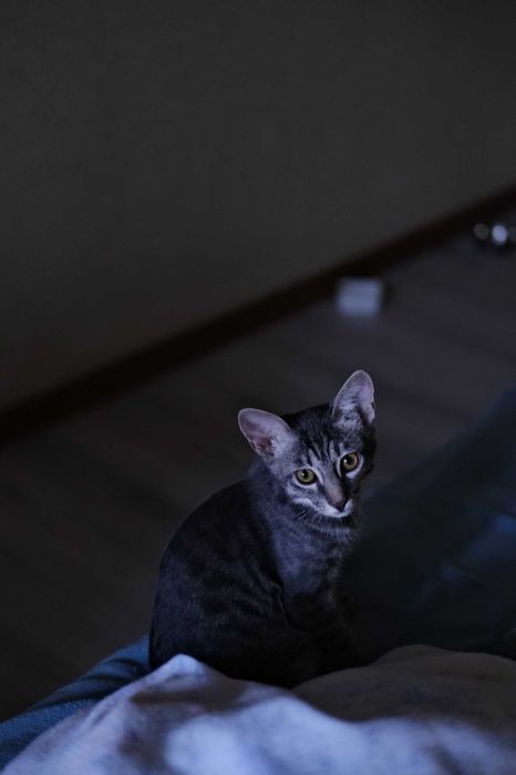 котенок в добрые руки