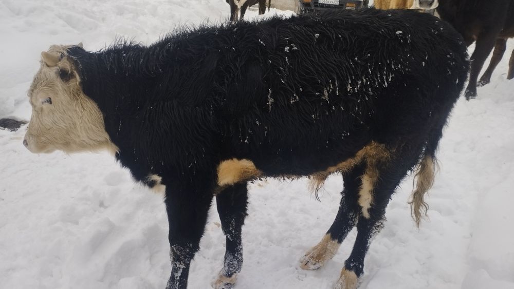 Бычки продаются.