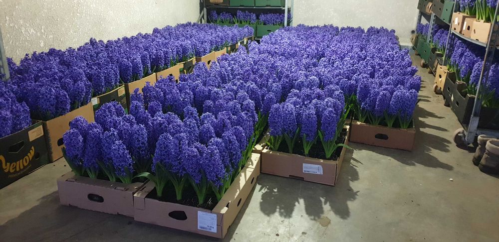 Zambile la ghiveci direct de la producator