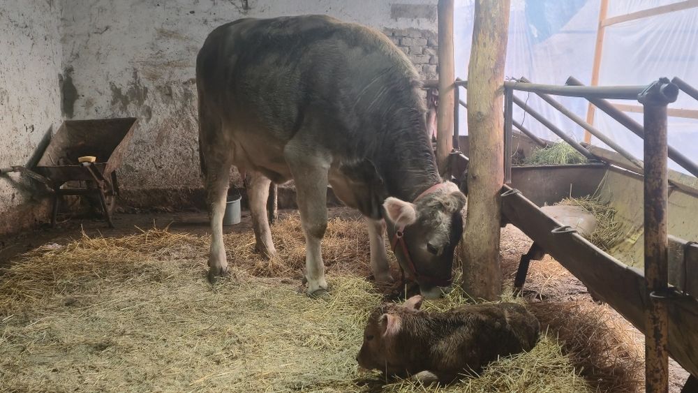 Биринчи коринга Тозза тукан эна бола щвиц парода гунажин