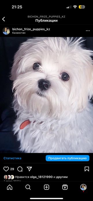 Щенки мальтезе. Гипоаллергенная порода