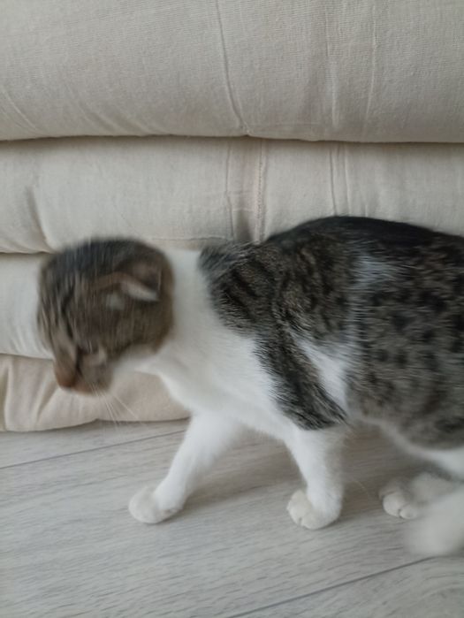 Мальчик Котёнок ищет дом