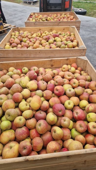 Mere de polonia vindem angro