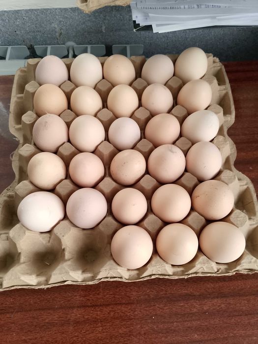 Яйца на инкубацию